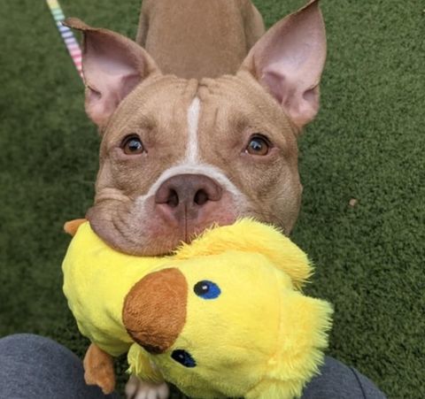 Tuffy, a Adoptable mixed breed in Methuen, MA image 4/12