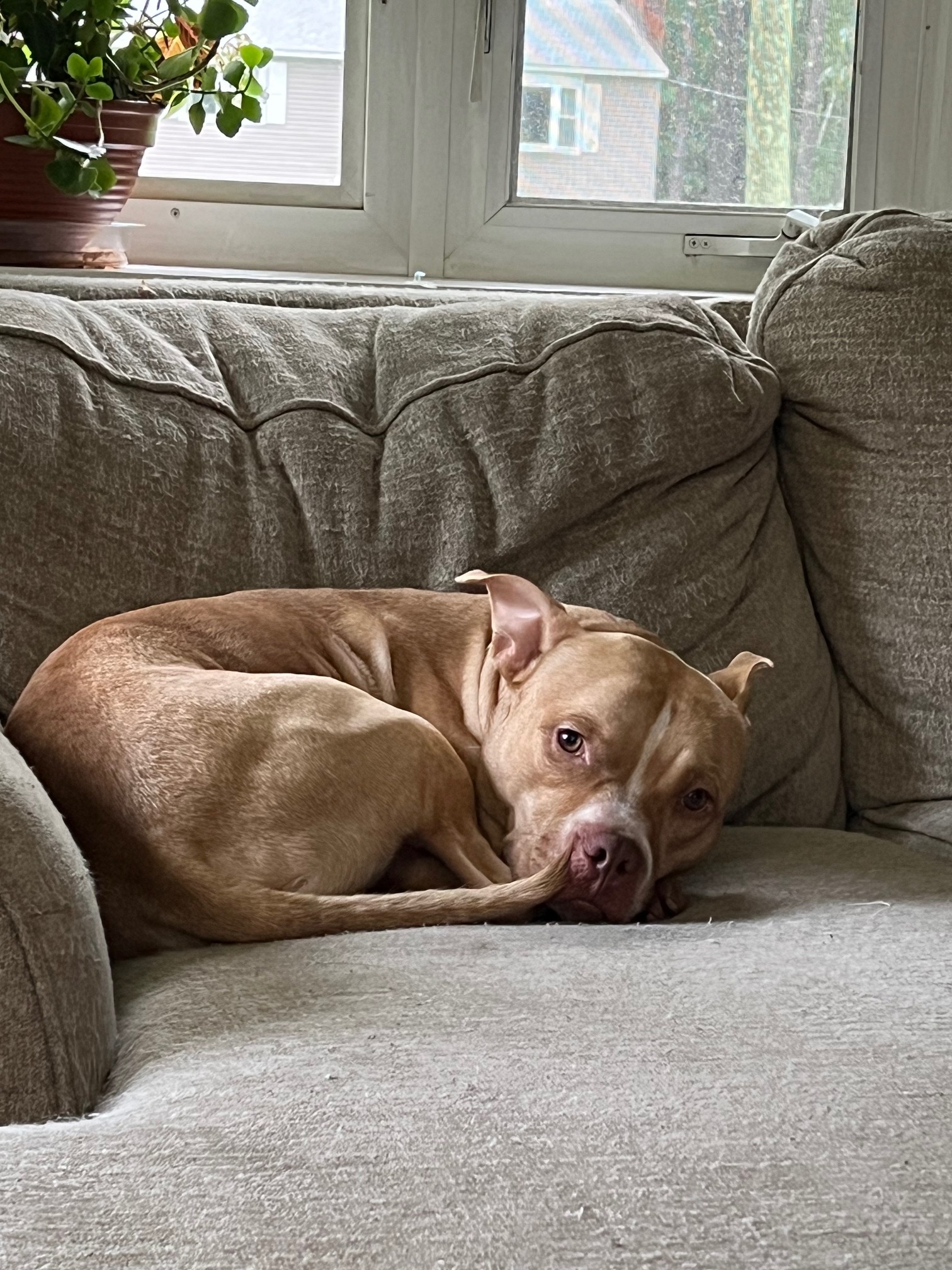 Tuffy, a Adoptable mixed breed in Methuen, MA image 5/12