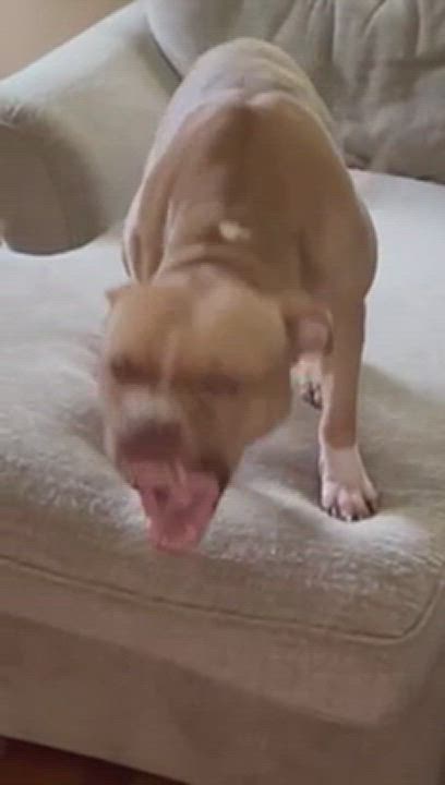 Enlarge Tuffy, a Adoptable mixed breed in Methuen, MA video 12/12