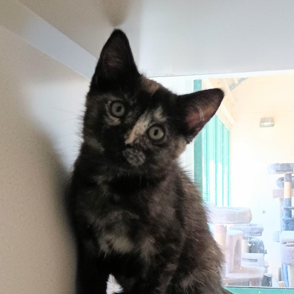 Jessie, Adoptable, Young Female Domestic Short Hair.