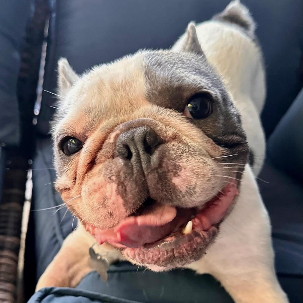 Remy, Adult Male French Bulldog