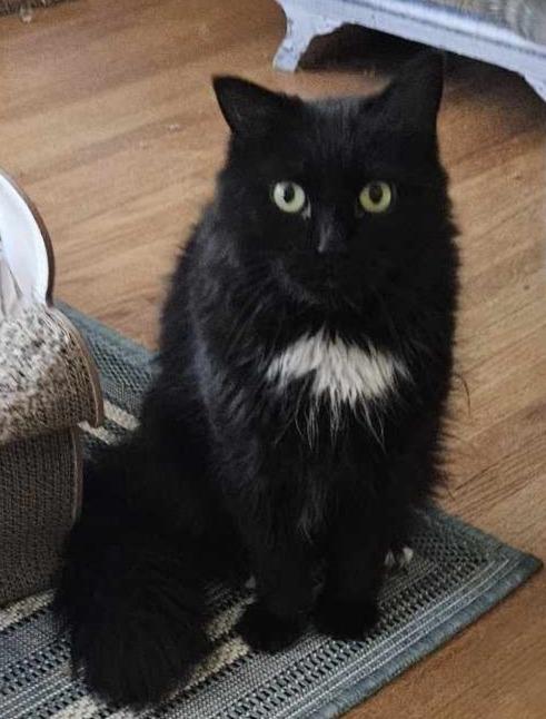 Enlarge Lenox (Medium Haired Beauty), a Adoptable Domestic Medium Hair in Rochester, NY image 2/3