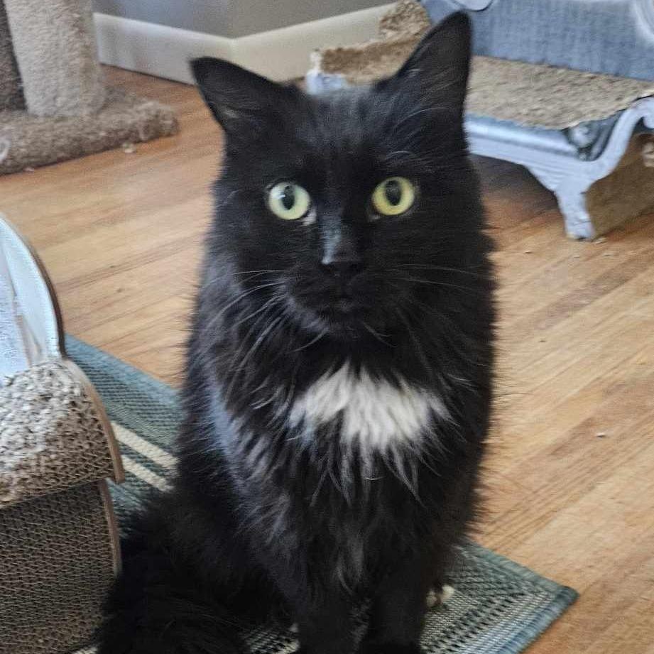 Enlarge Lenox (Medium Haired Beauty), a Adoptable Domestic Medium Hair in Rochester, NY image 3/3