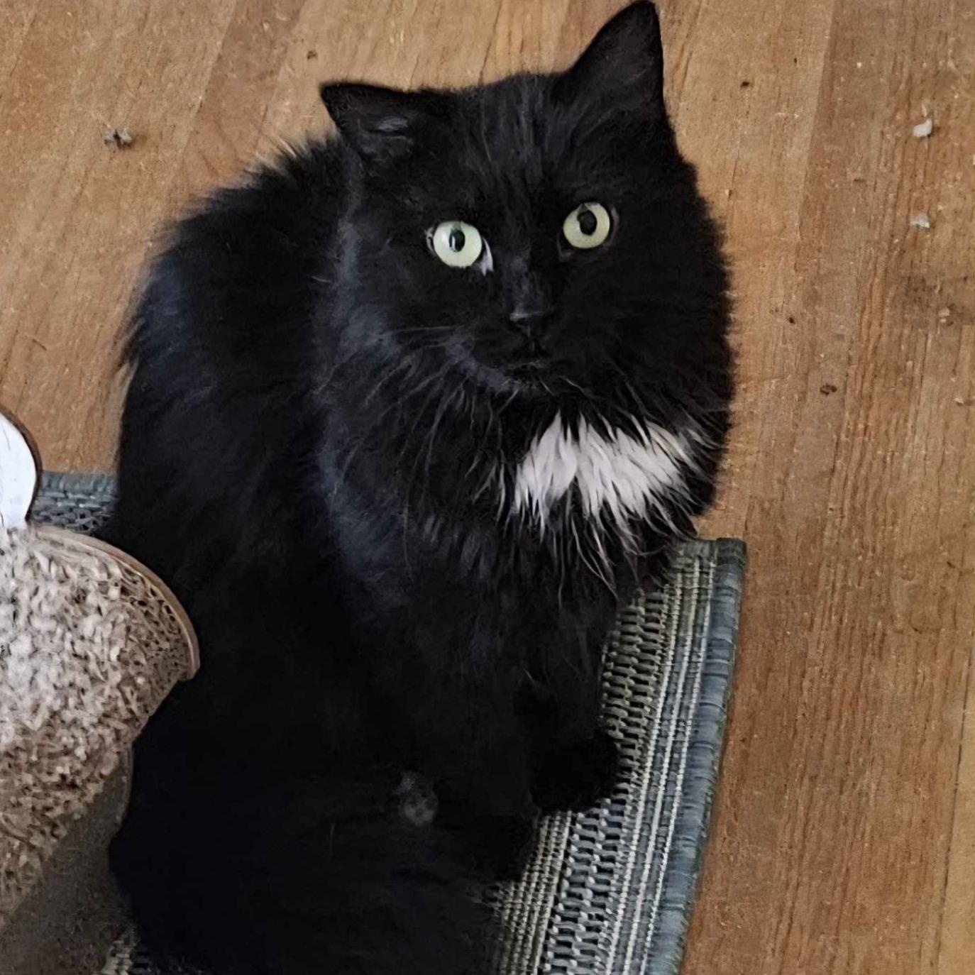 Enlarge Lenox (Medium Haired Beauty), a Adoptable Domestic Medium Hair in Rochester, NY image 1/3