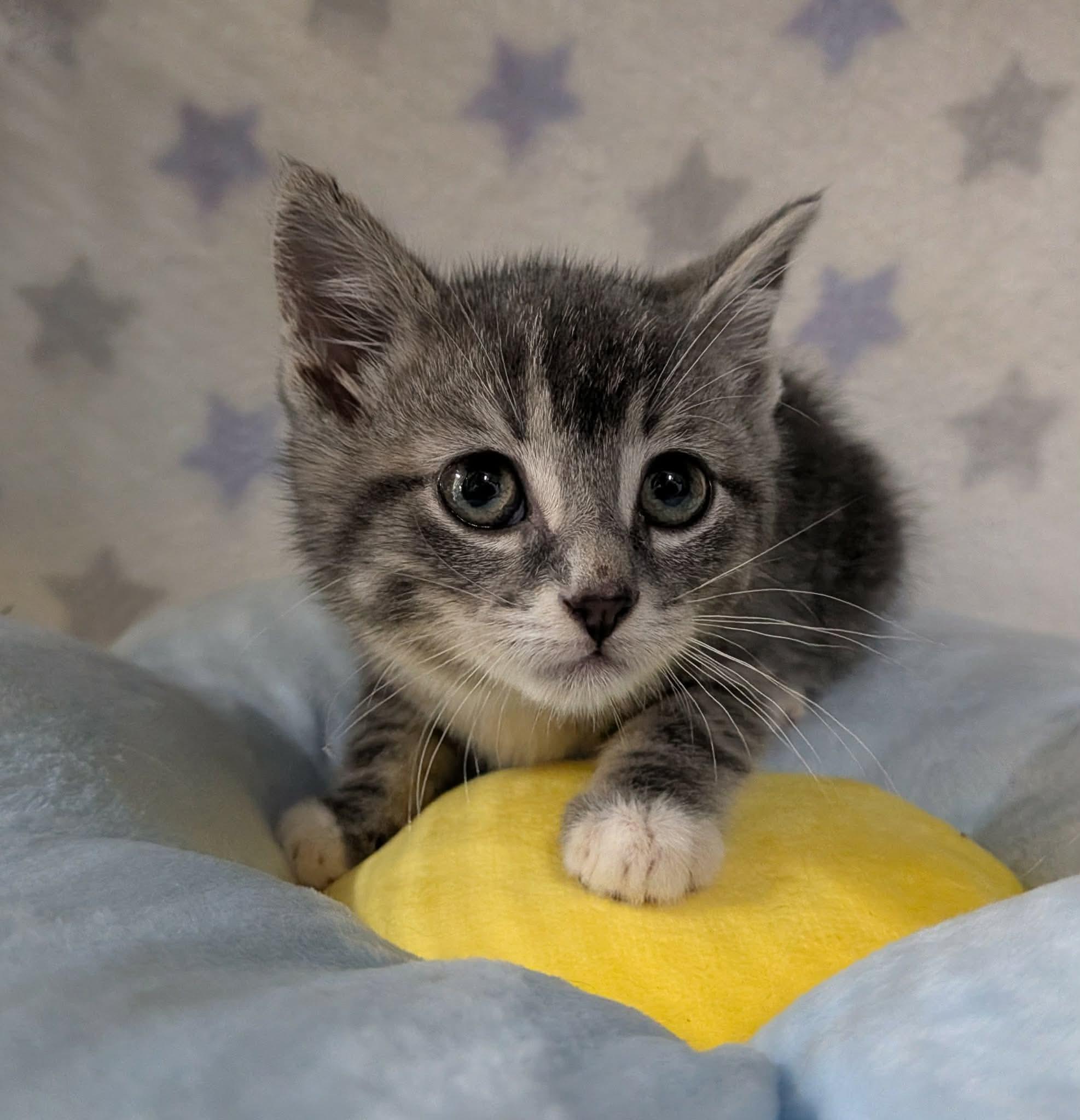 Enlarge SQUIRMY WORMY, an adopted Domestic Short Hair in Tillsonburg, ON image 1/3