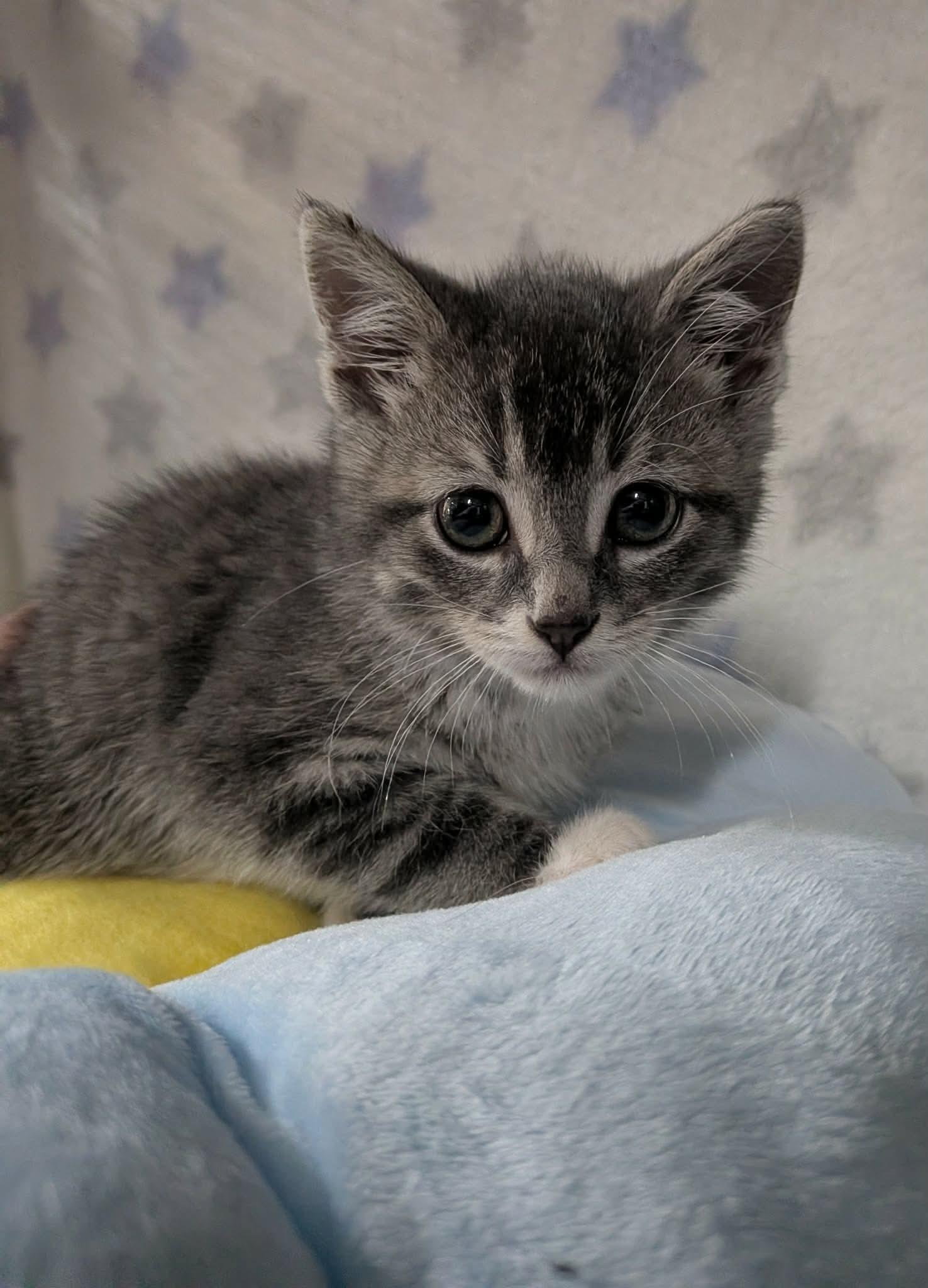 Enlarge SQUIRMY WORMY, an adopted Domestic Short Hair in Tillsonburg, ON image 2/3