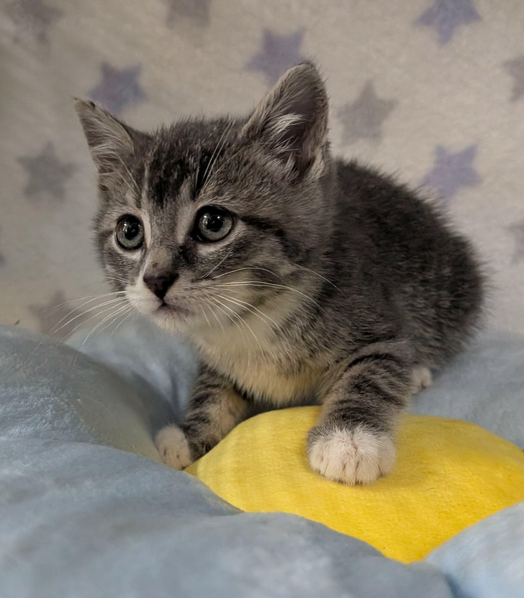 Enlarge SQUIRMY WORMY, an adopted Domestic Short Hair in Tillsonburg, ON image 3/3