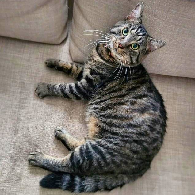 Sammy, an adoptable Bengal, Tabby in New Albany, OH, 43054 | Photo Image 4