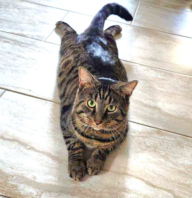 Sammy, an adoptable Bengal, Tabby in New Albany, OH, 43054 | Photo Image 1