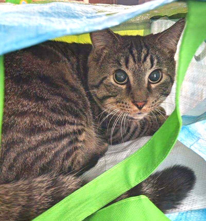 Enlarge Sammy, a Adoptable mixed breed in New Albany, OH image 6/6