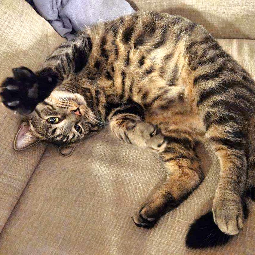 Sammy, an adoptable Bengal, Tabby in New Albany, OH, 43054 | Photo Image 5