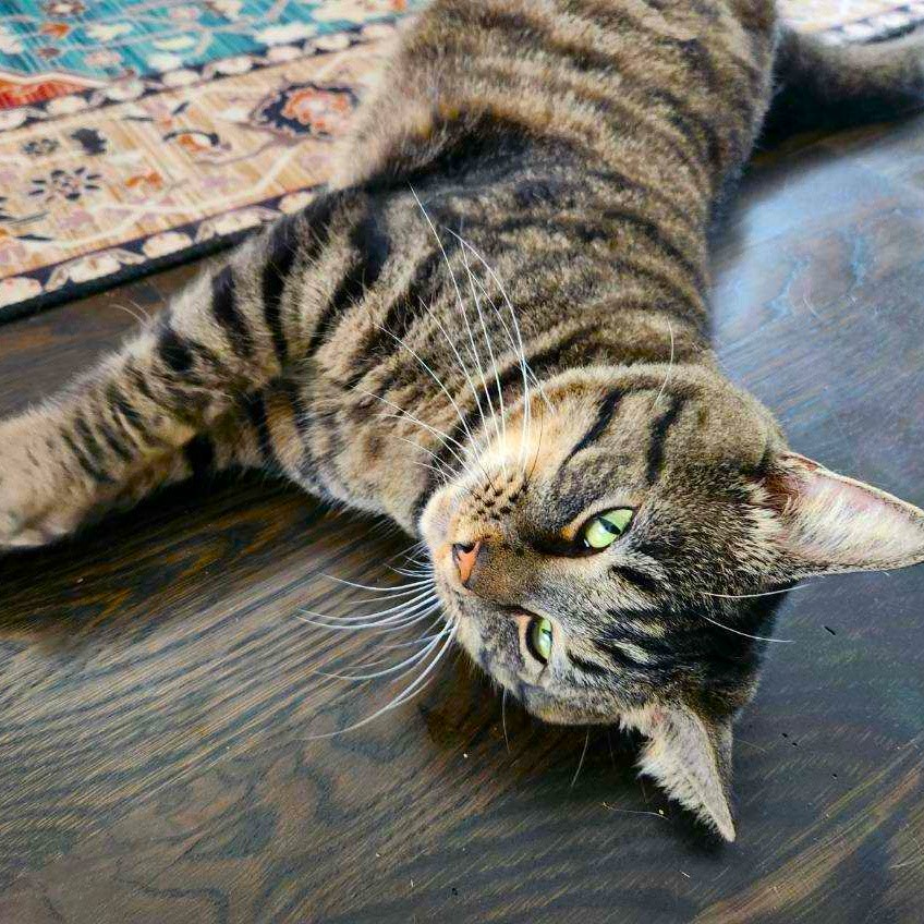 Sammy, an adoptable Bengal, Tabby in New Albany, OH, 43054 | Photo Image 3