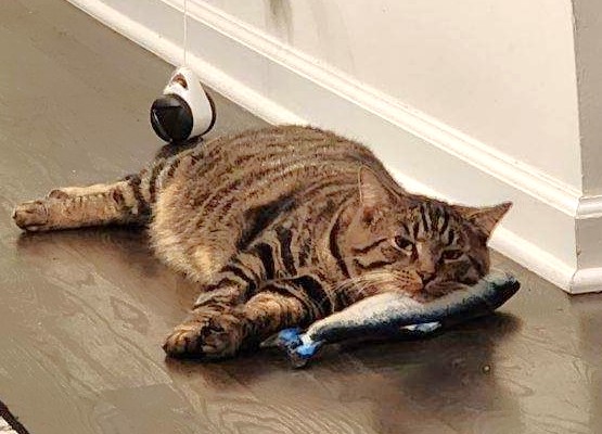 Sammy, an adoptable Bengal, Tabby in New Albany, OH, 43054 | Photo Image 2
