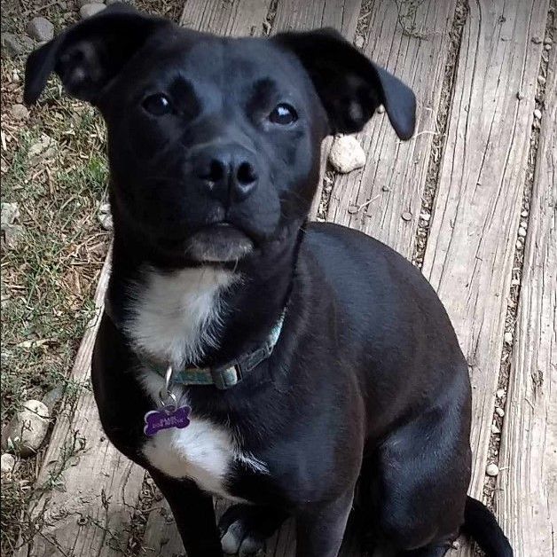 Kenya, a Adoptable mixed breed in Barrington Hills, IL image 1/8