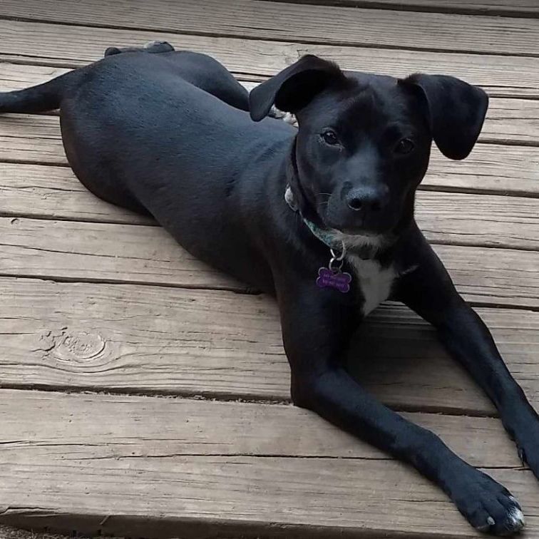 Kenya, a Adoptable mixed breed in Barrington Hills, IL image 2/8