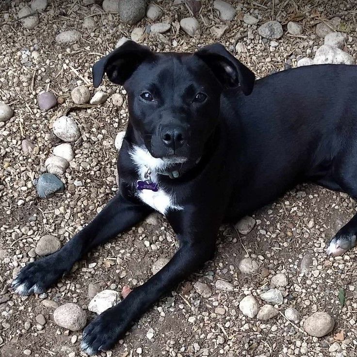Kenya, a Adoptable mixed breed in Barrington Hills, IL image 3/8