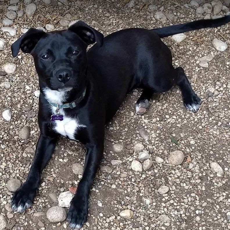 Kenya, a Adoptable mixed breed in Barrington Hills, IL image 4/8