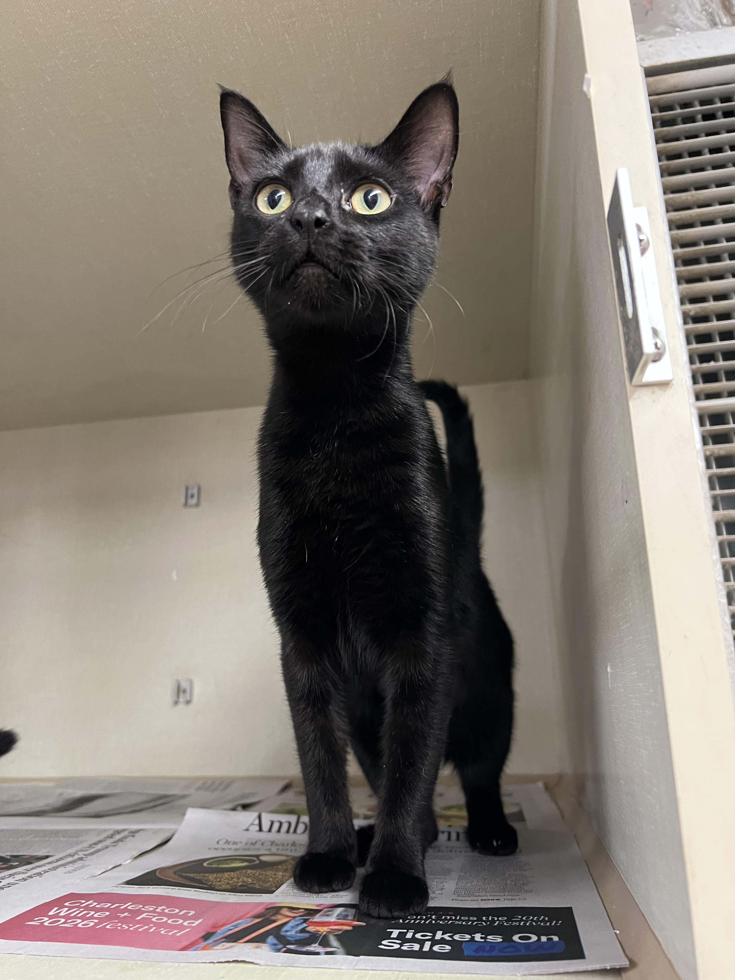 Enlarge Boo and Bedon , an adopted Domestic Short Hair in Cambridge, MA image 4/4