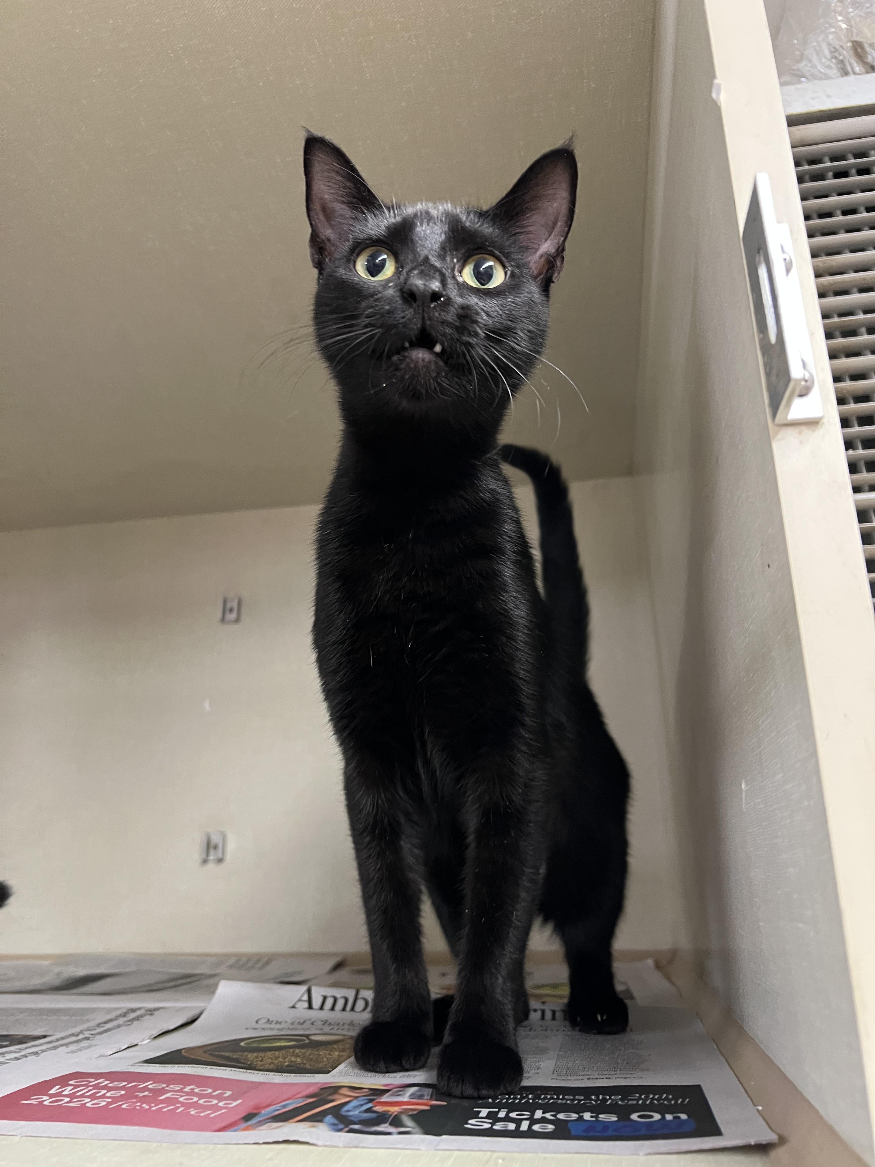 Boo and Bedon , adopted, Kitten Male Domestic Short Hair.