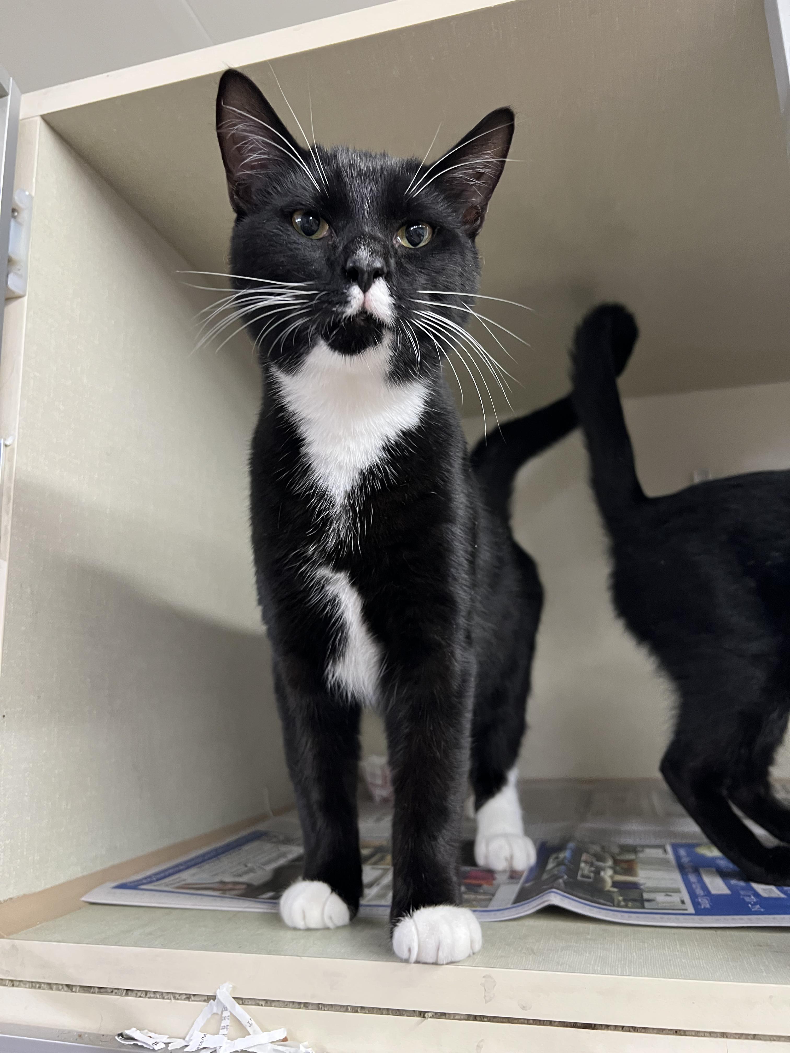 Enlarge Boo and Bedon , an adopted Domestic Short Hair in Cambridge, MA image 2/4