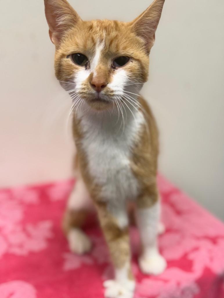 Enlarge Amber, a Adoptable mixed breed in North Vernon, IN image 1/1