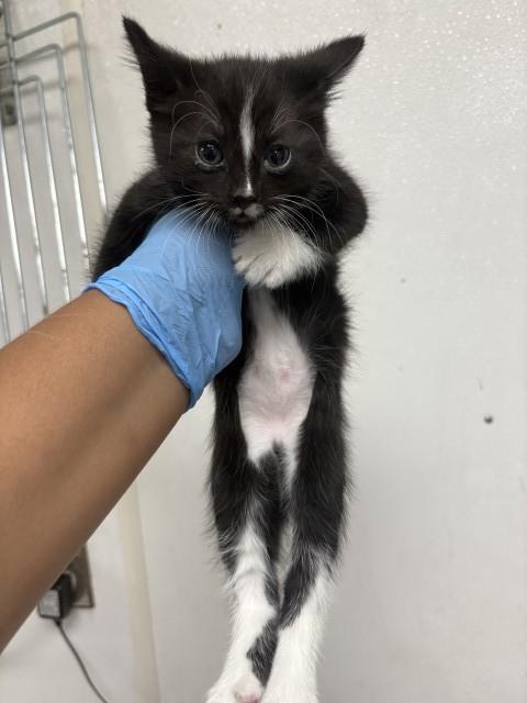 ELLURA, Adoptable, Young Female Domestic Short Hair.