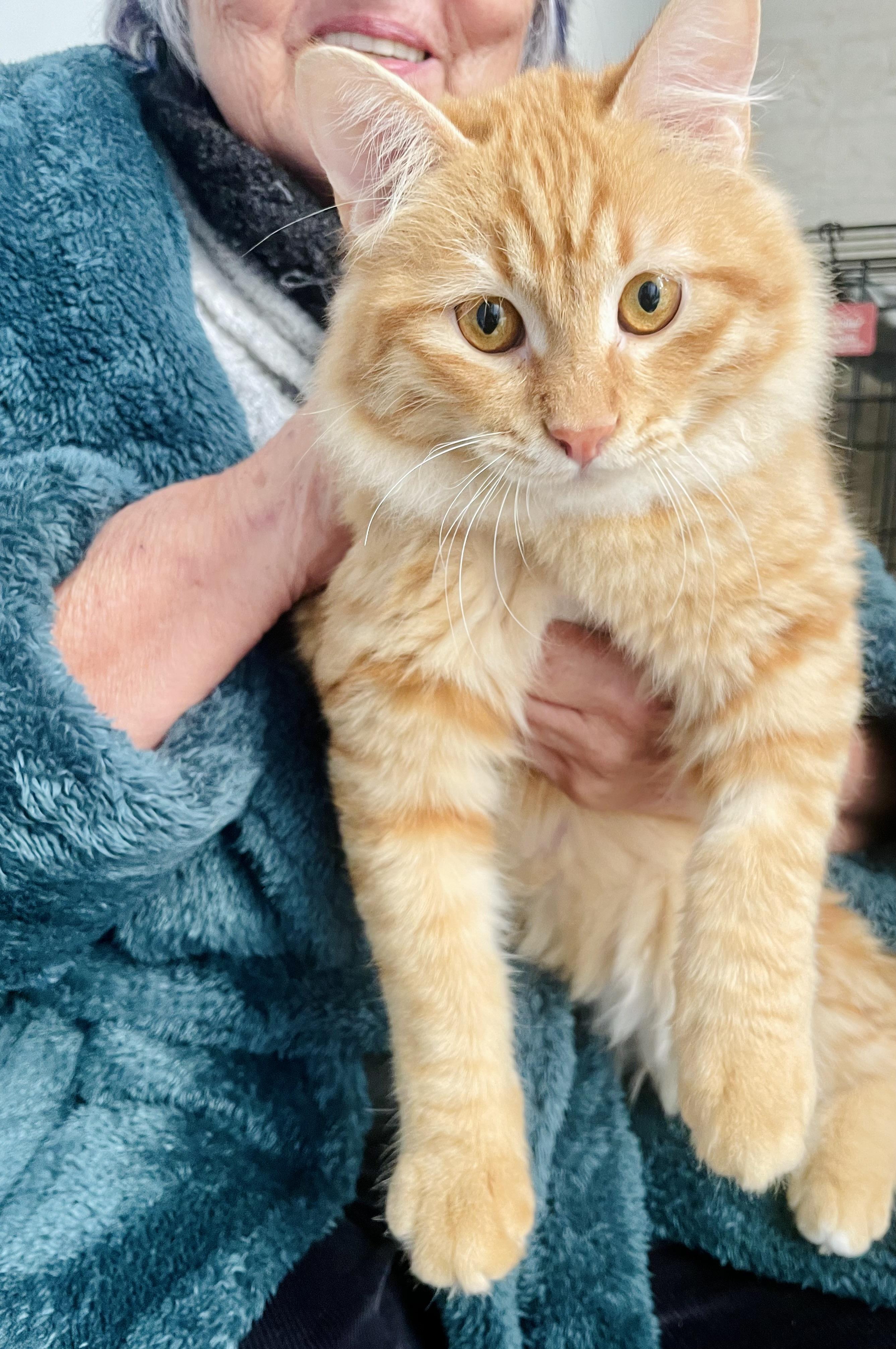 Enlarge Savi, a Gentle Lion, a Adoptable mixed breed in Somerset, NJ image 3/6