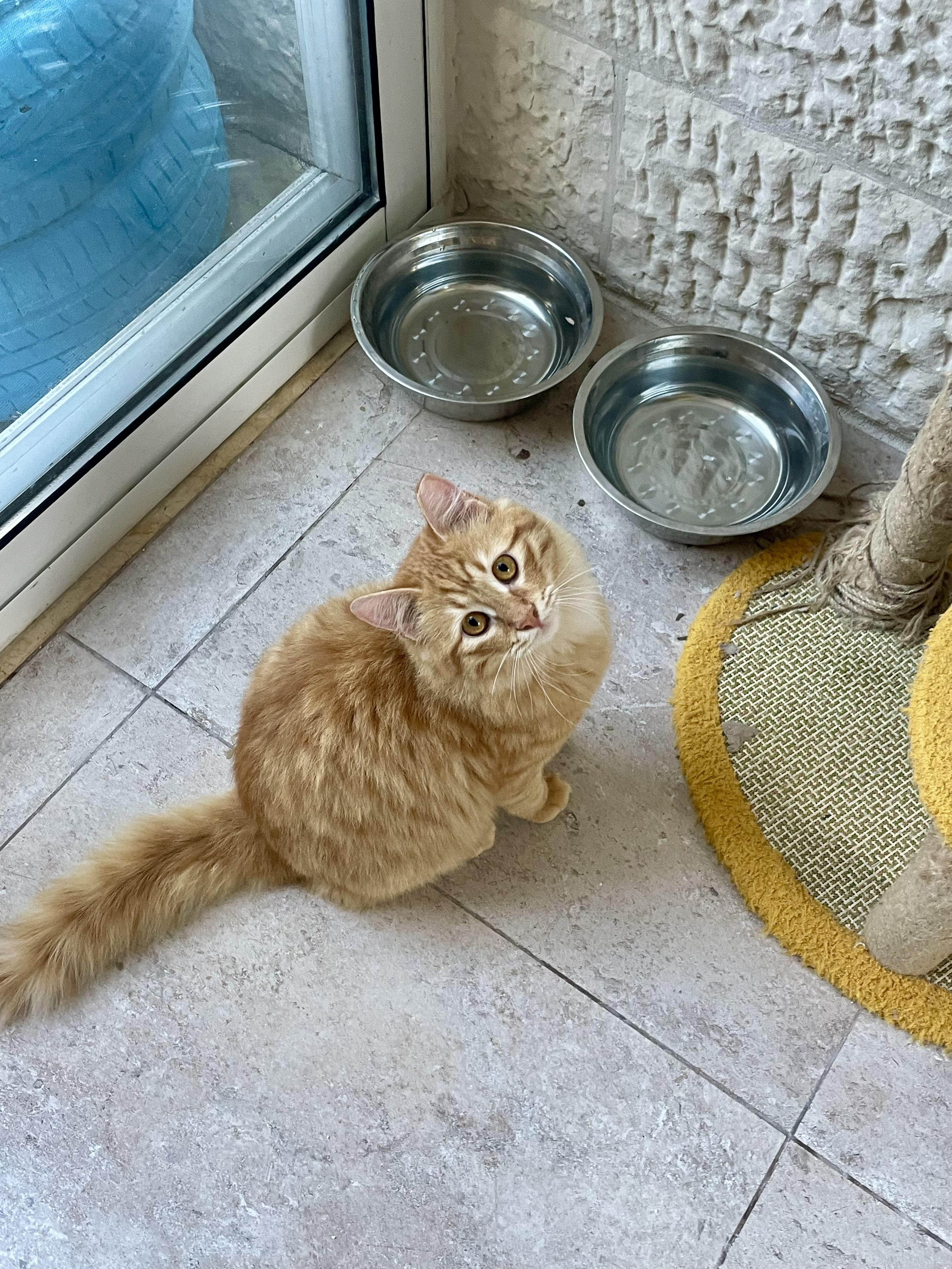 Enlarge Savi, a Gentle Lion, a Adoptable mixed breed in Somerset, NJ image 6/6