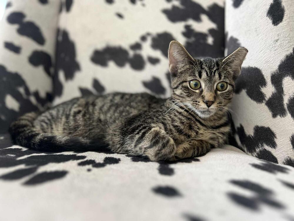 Clarissa, Adoptable, Kitten Female Domestic Short Hair.