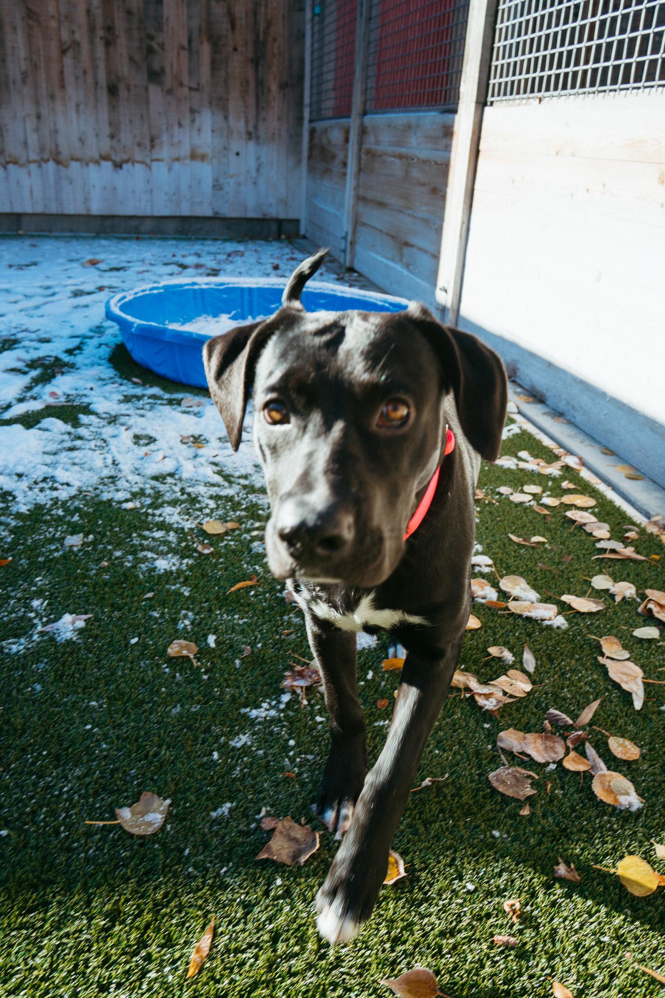 Enlarge Brie, a Adoptable mixed breed in Jackson, WY image 5/6