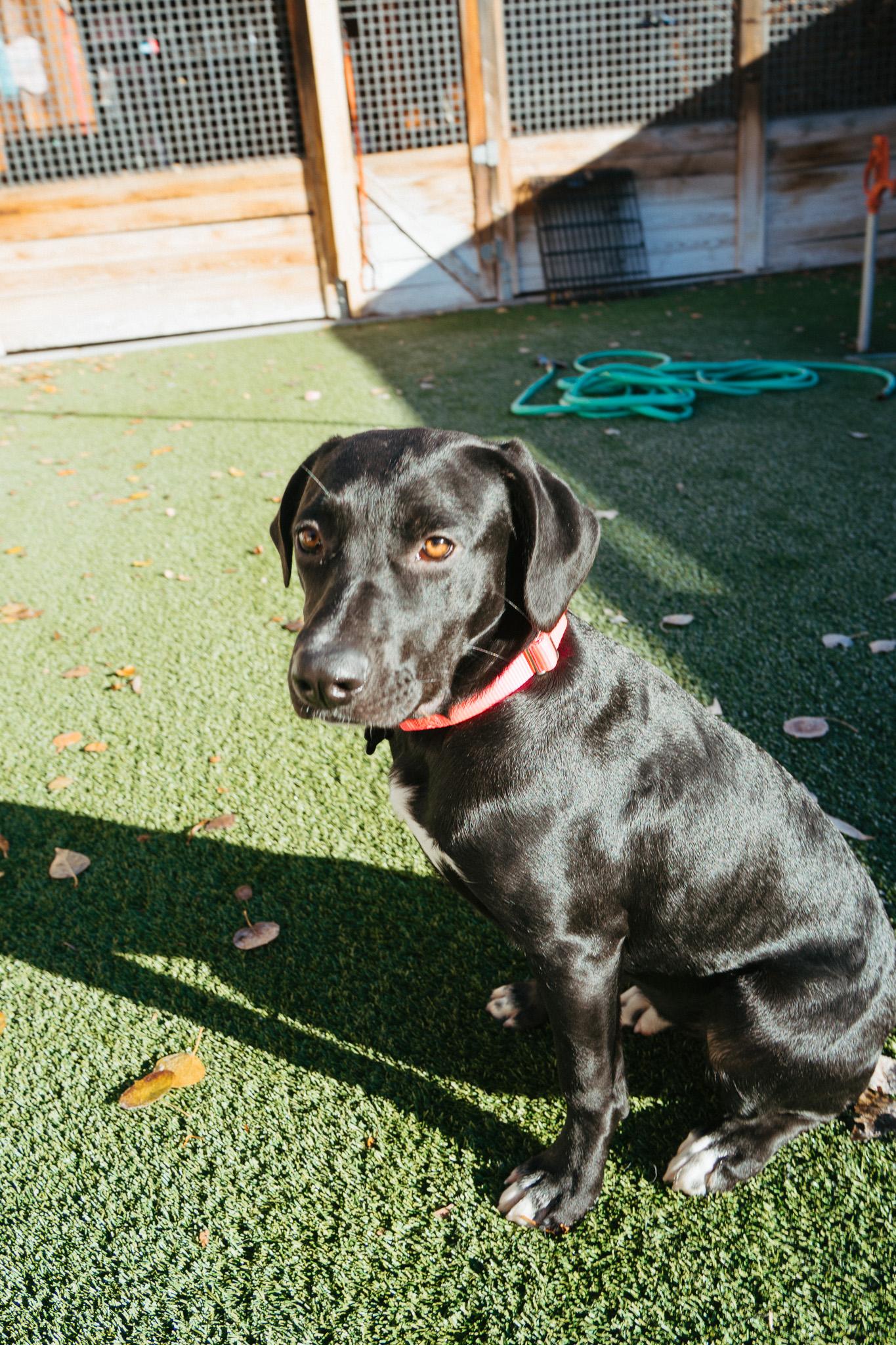 Brie, Adoptable, Young Female Black Labrador Retriever.
