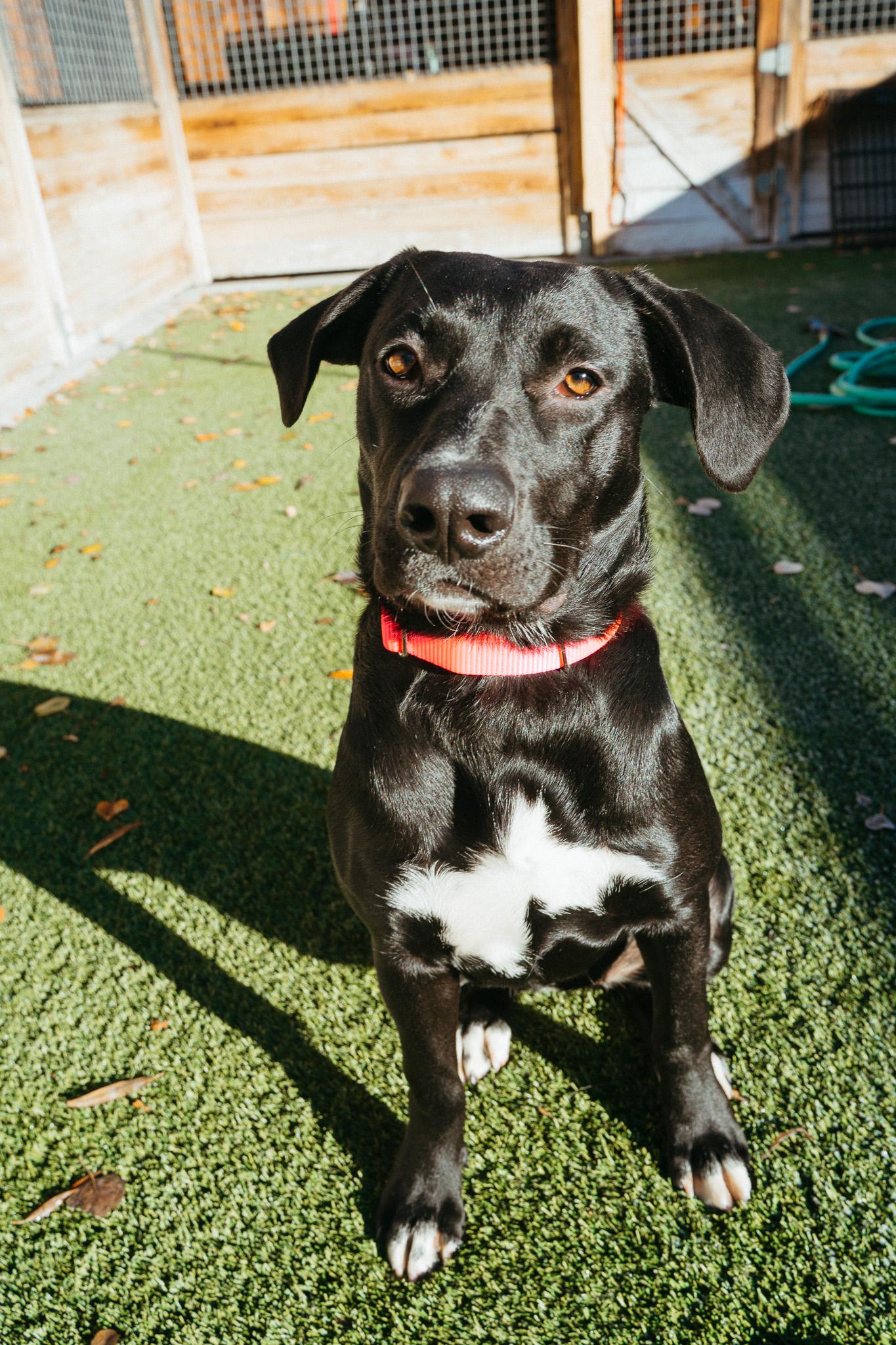 Enlarge Brie, a Adoptable mixed breed in Jackson, WY image 3/6