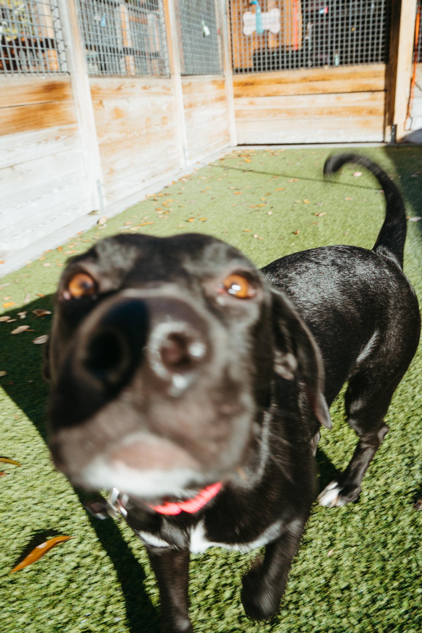 Enlarge Brie, a Adoptable mixed breed in Jackson, WY image 4/6