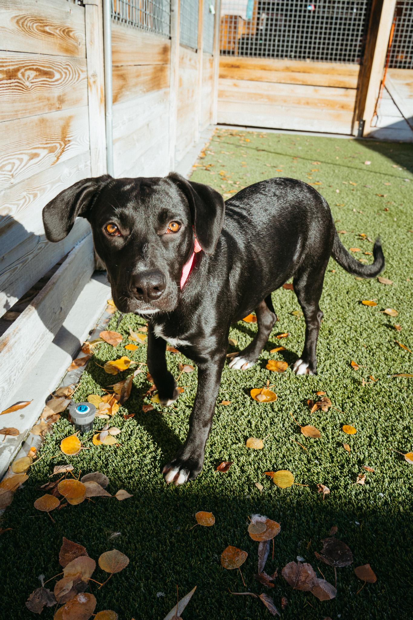 Brie, Adoptable, Young Female Black Labrador Retriever.