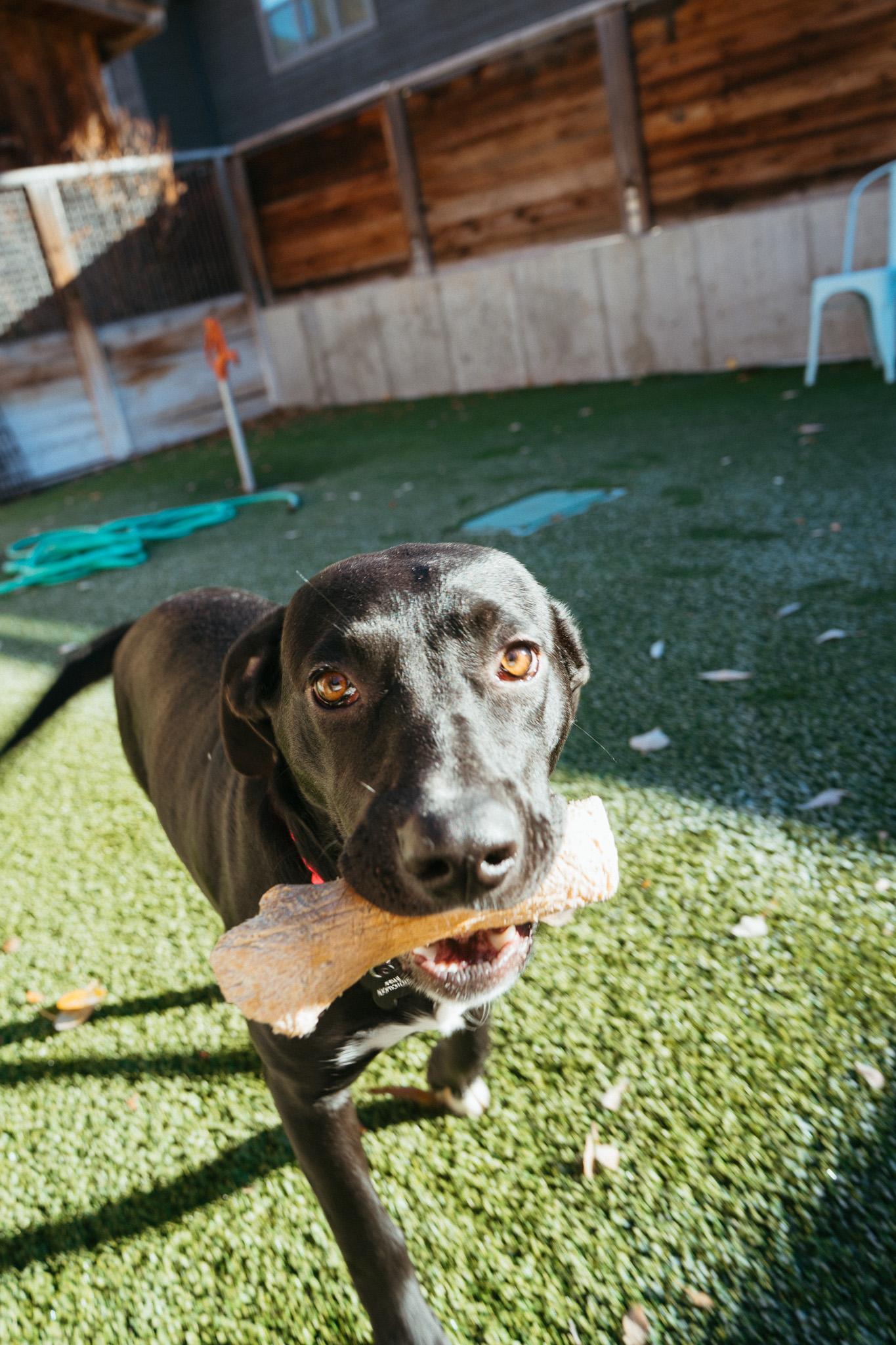 Enlarge Brie, a Adoptable mixed breed in Jackson, WY image 6/6