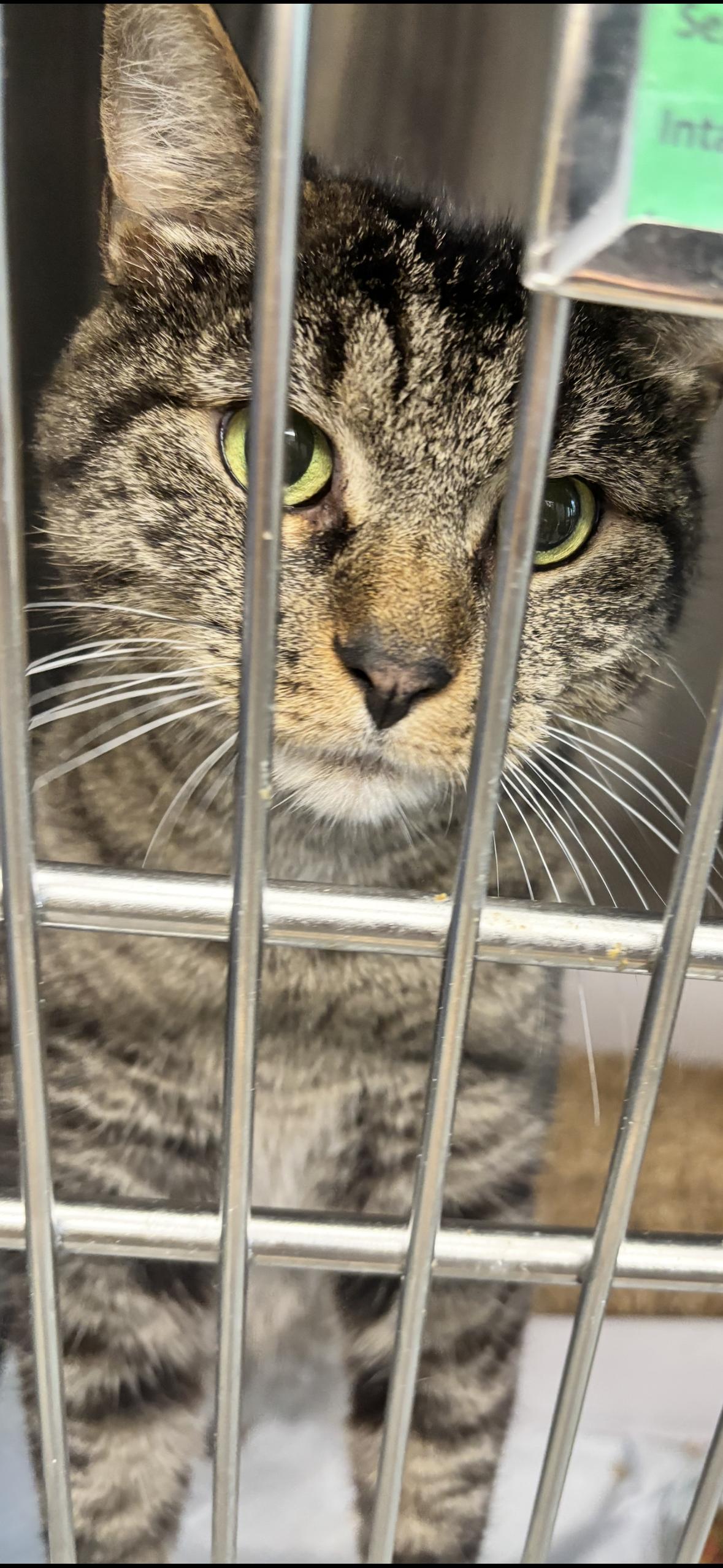 Hickory, Adopted, Adult Male Domestic Short Hair.