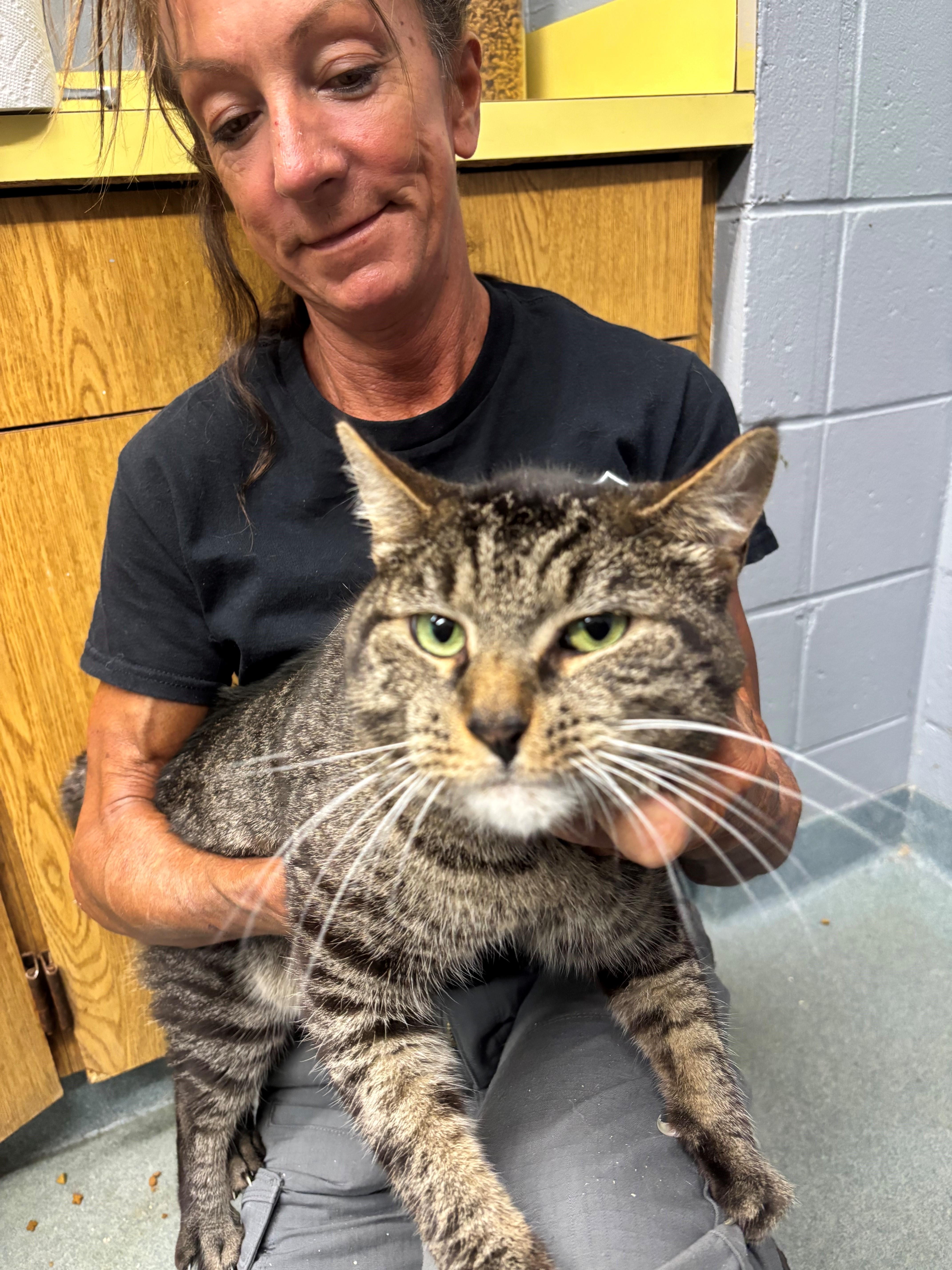 Enlarge Hickory, a Adopted Domestic Short Hair in Edison, NJ image 3/3