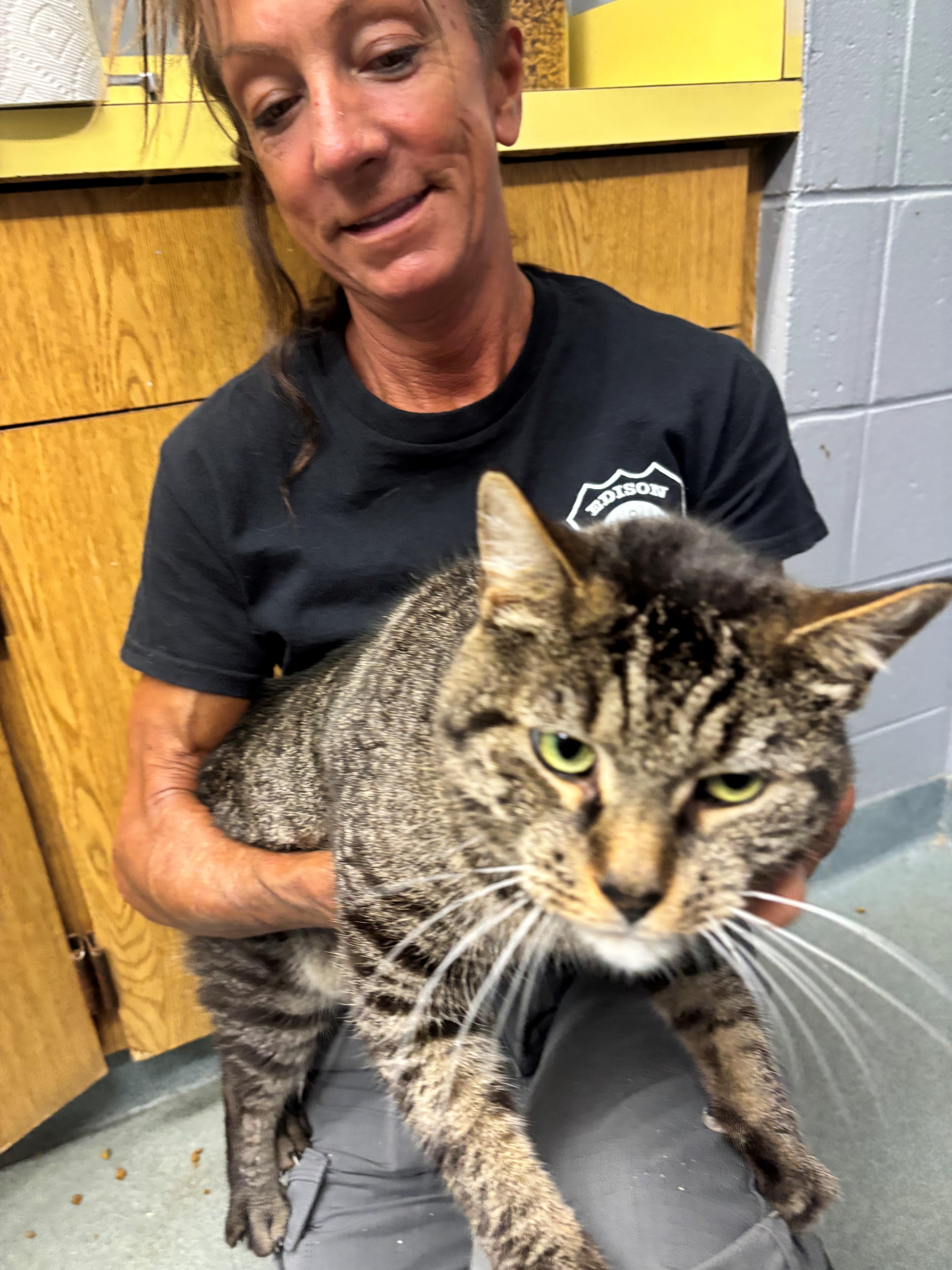 Enlarge Hickory, a Adopted Domestic Short Hair in Edison, NJ image 2/3