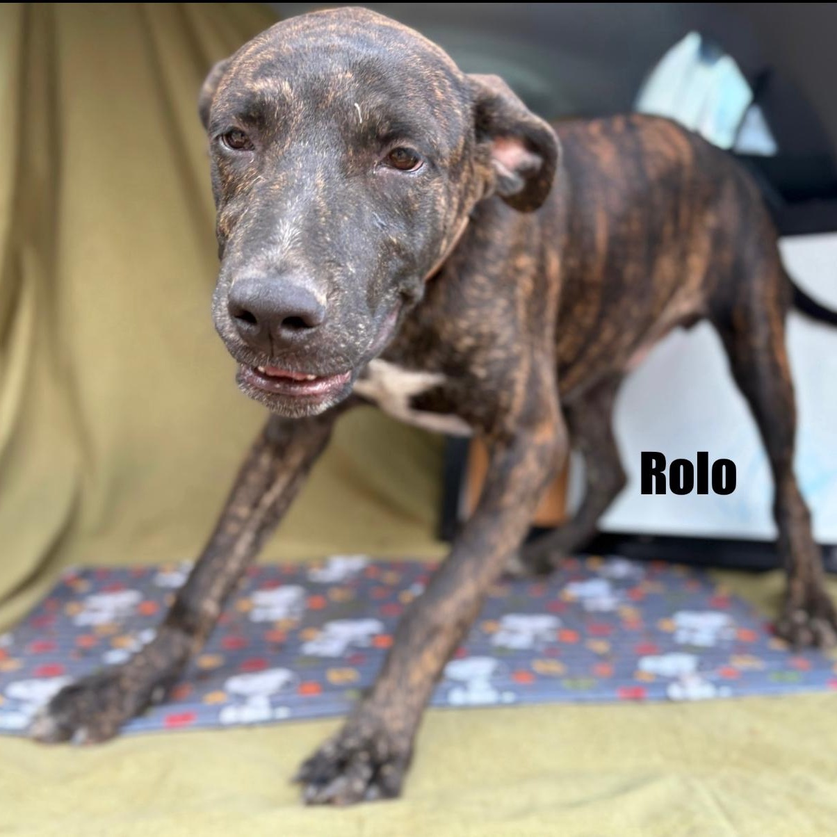 Rolo, a Adoptable mixed breed in McKinney, TX image 4/4