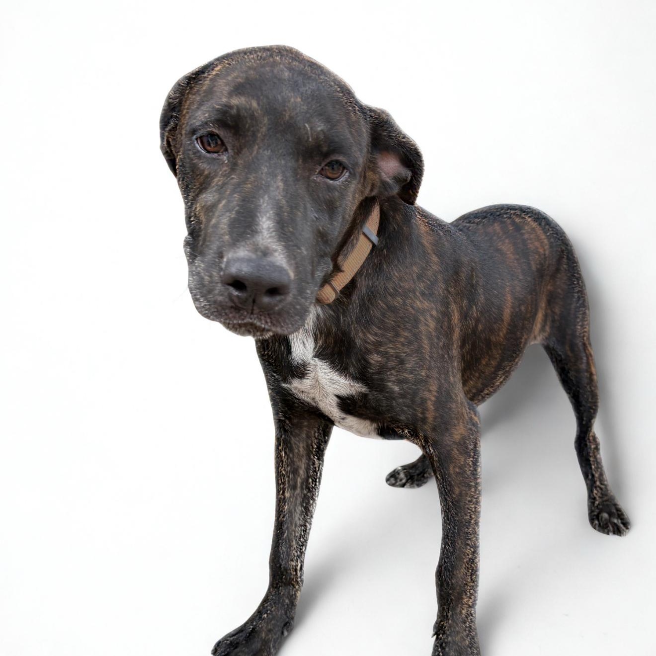 Rolo, a Adoptable mixed breed in McKinney, TX image 3/4