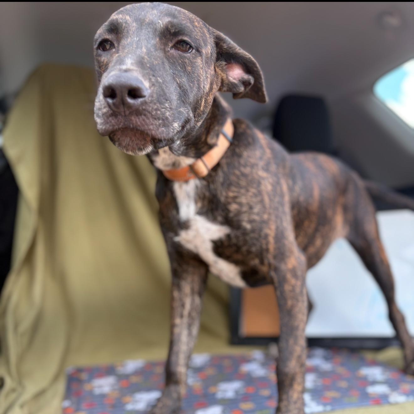 Rolo, a Adoptable mixed breed in McKinney, TX image 2/4