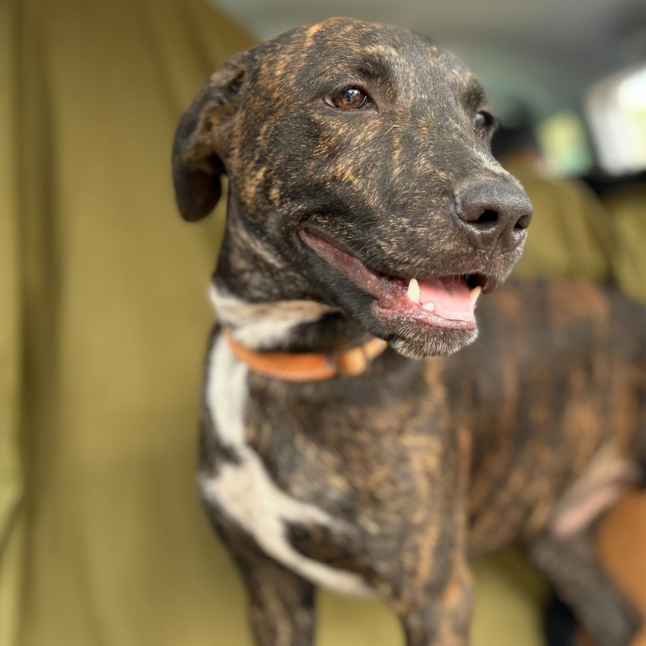 Rolo, Adoptable, Young Male Plott Hound & Black Labrador Retriever.