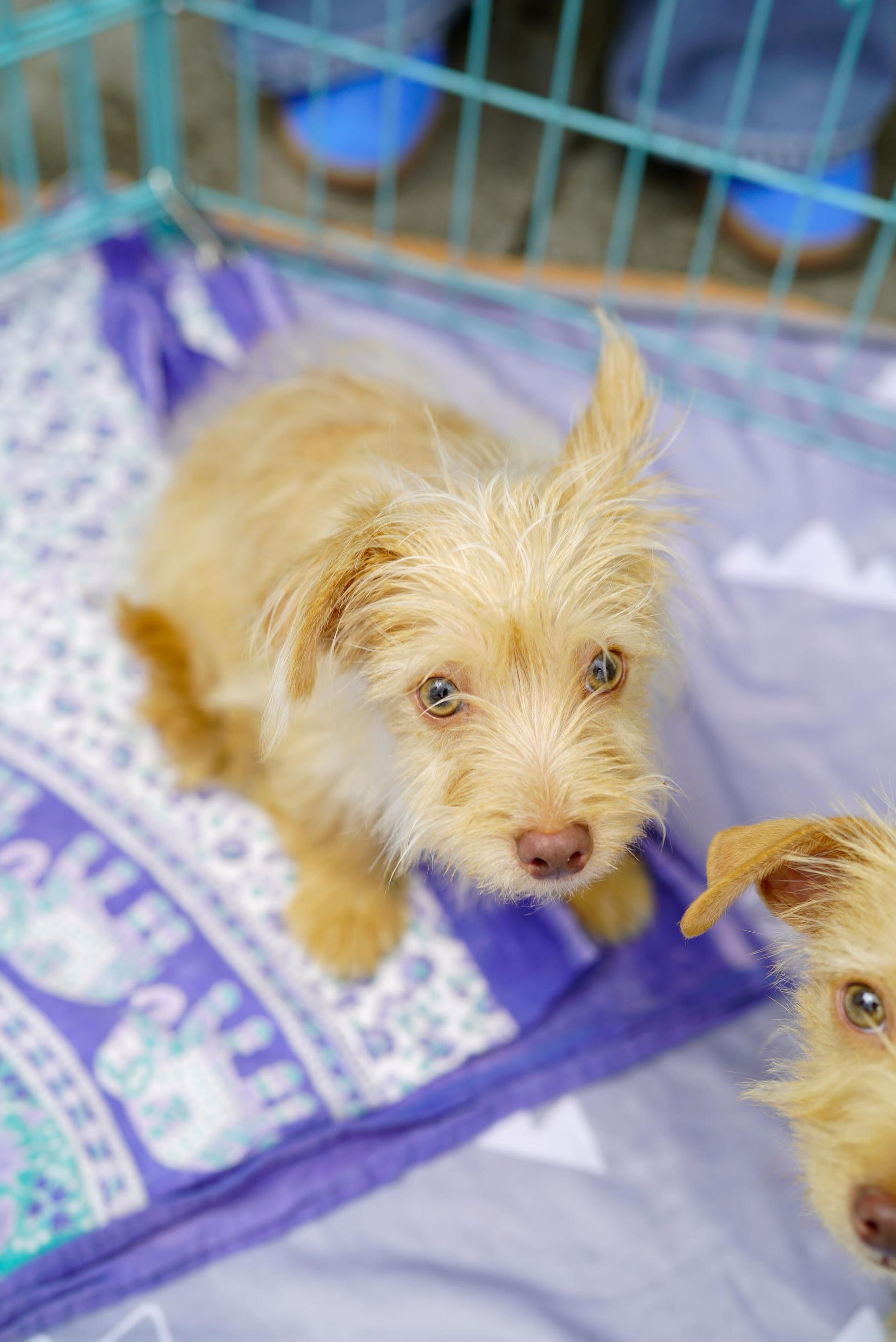 Brock, an adopted mixed breed in Pasadena, CA image 3/5