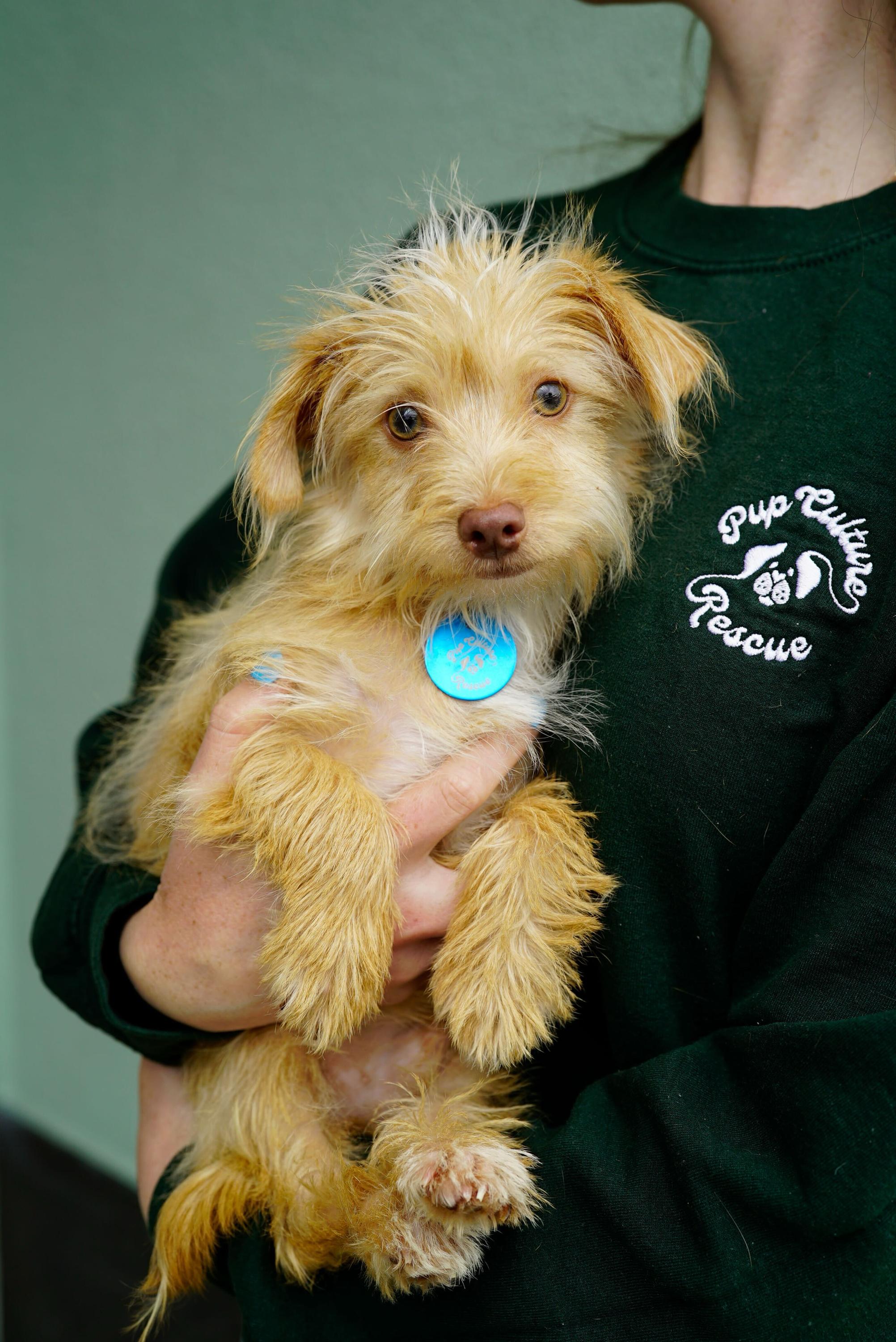 Brock, an adopted mixed breed in Pasadena, CA image 2/5