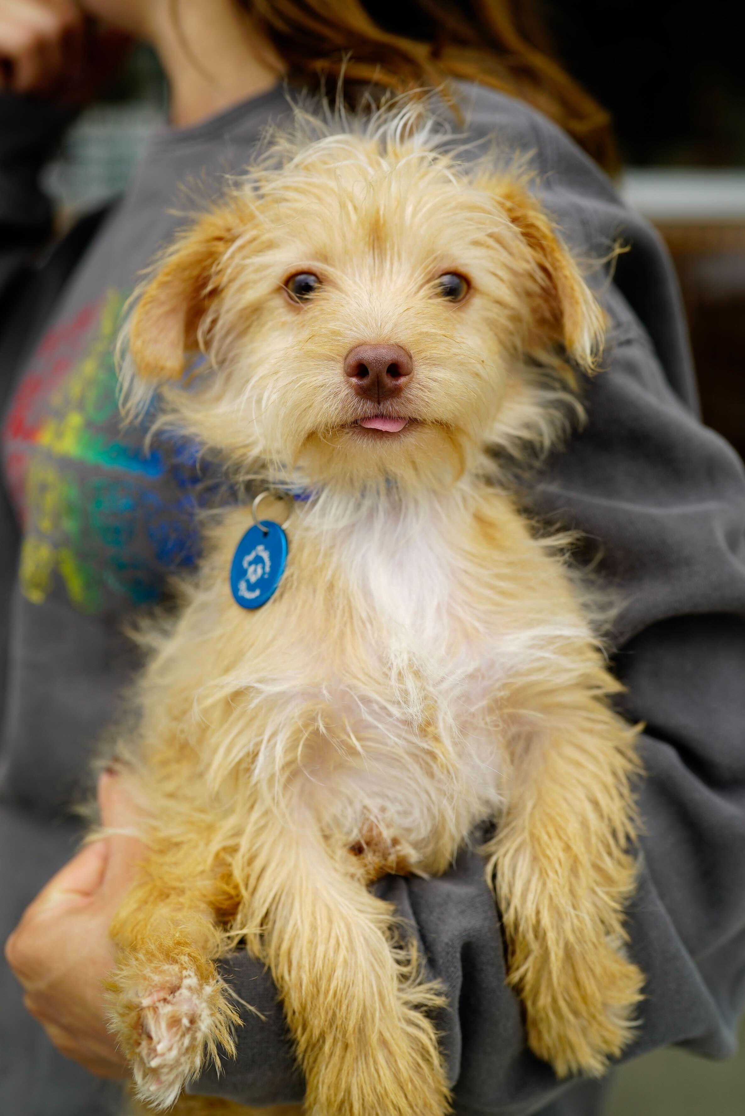 Brock, an adopted mixed breed in Pasadena, CA image 1/5