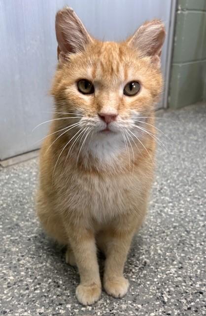 Verna, Adoptable, Senior Female Domestic Short Hair & Domestic Short Hair.