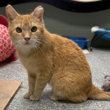 Enlarge Verna, a Adoptable mixed breed in Columbia City, IN image 2/3