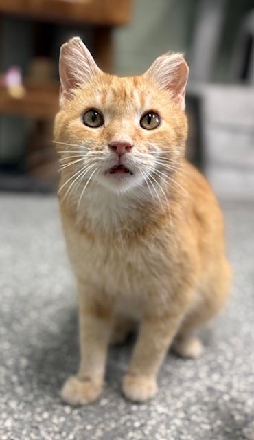 Enlarge Verna, a Adoptable mixed breed in Columbia City, IN image 3/3