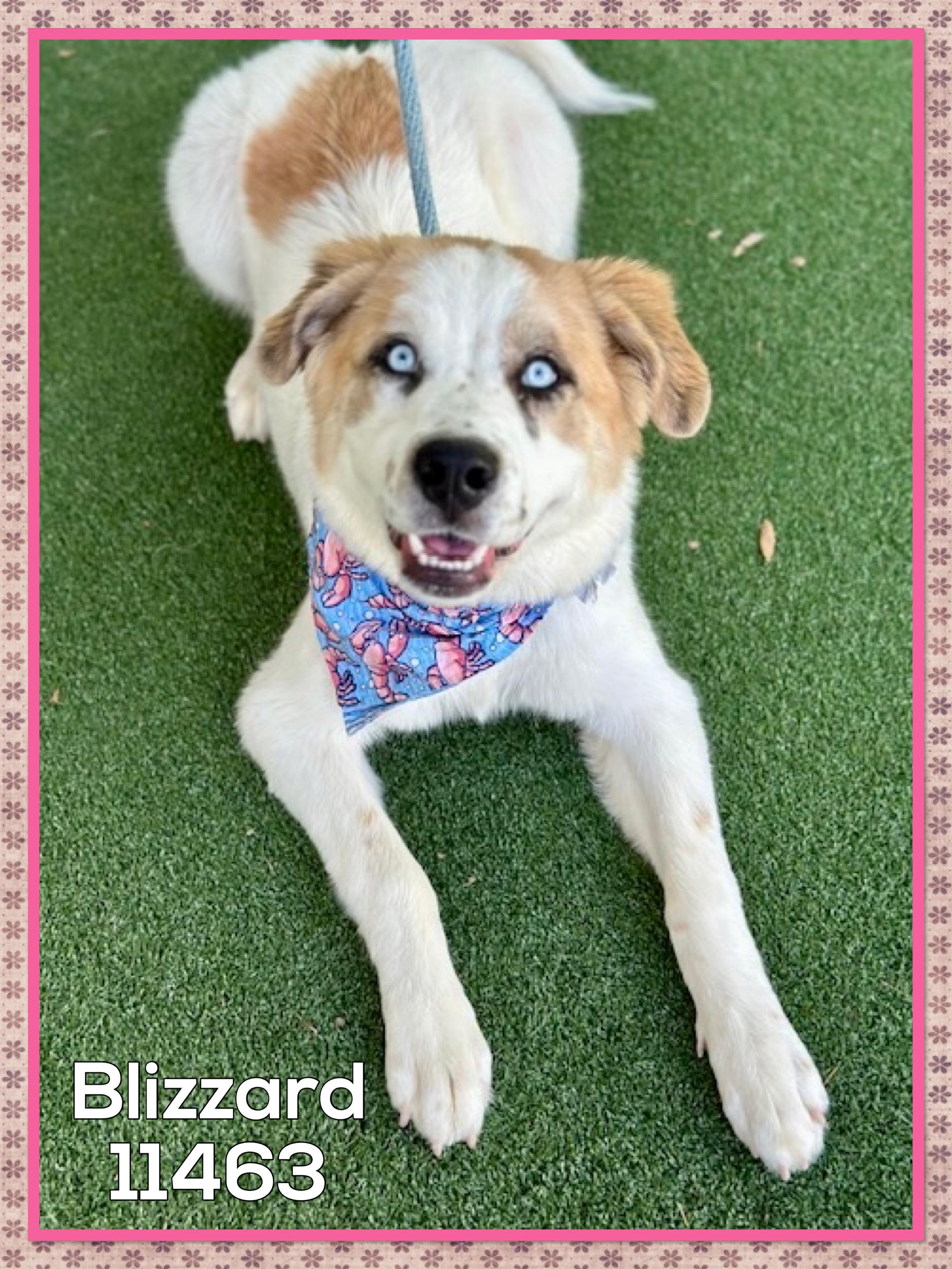 BLIZZARD