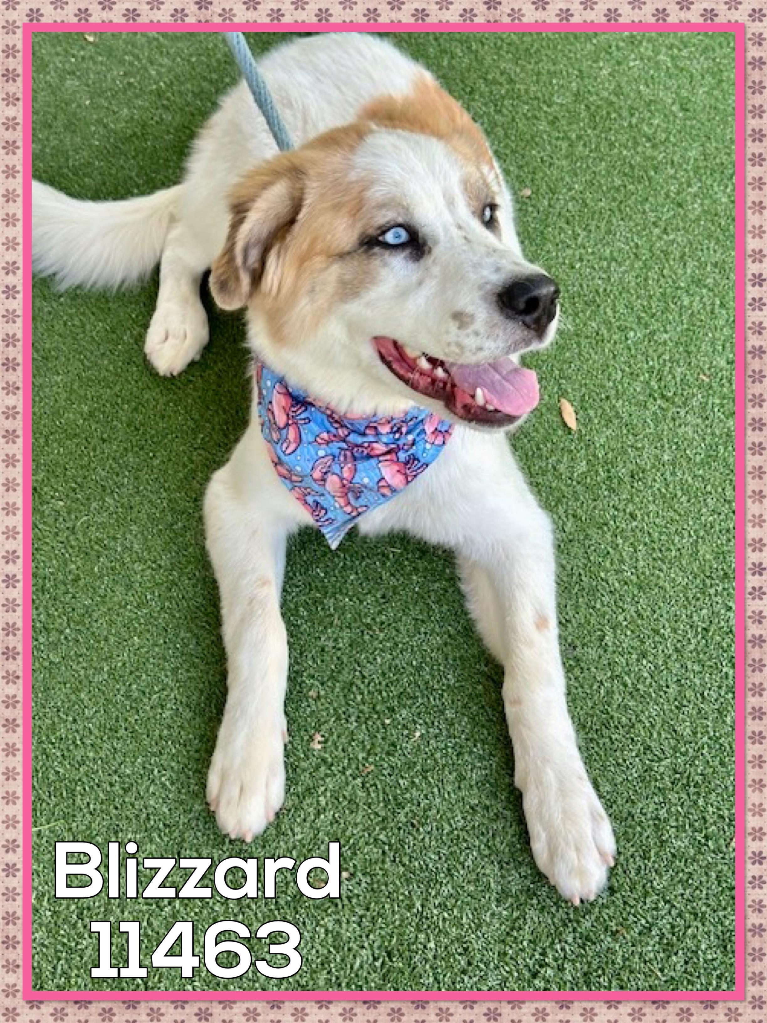 BLIZZARD